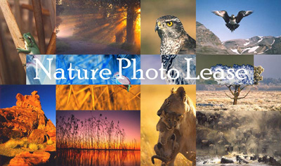Nature Photo Lease.